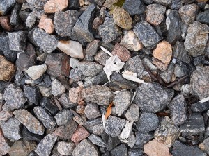 Animal Bones at Camp Creek Train Tracks