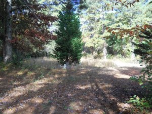 Cemeteries are dying. 