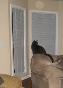 Cat Watching Orbs