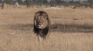 Cecil the Lion