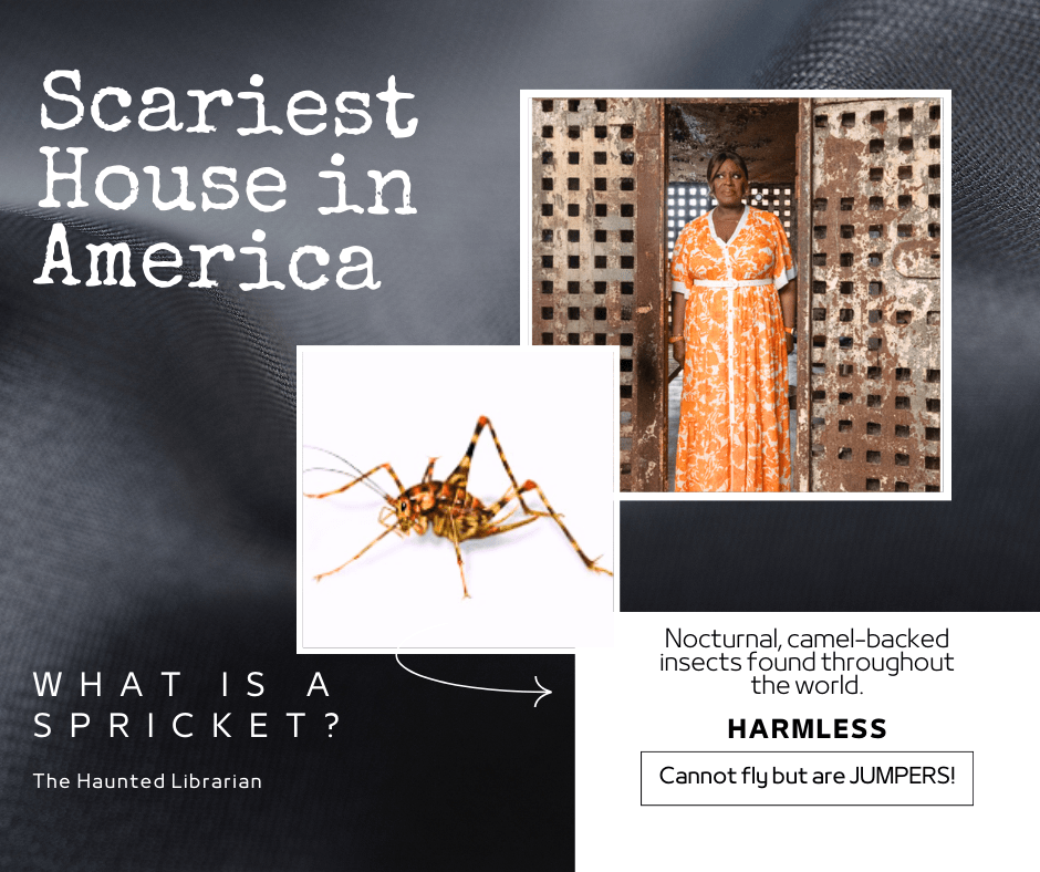 A spricket is a camel-backed insect found throughout the world.